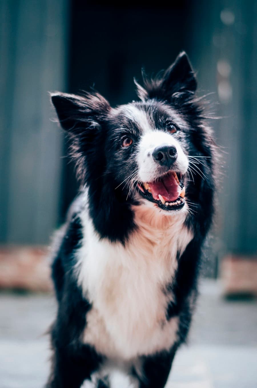 Black and white border collie standing outdoors